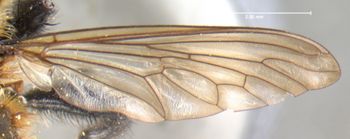 Media type: image;   Entomology 12841 Aspect: wing